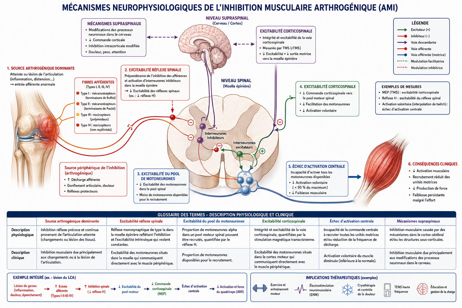 mécanismes-inhibition-musculaire-arthrogénique